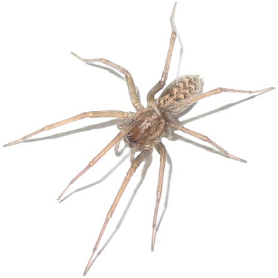 Tegenaria atrica