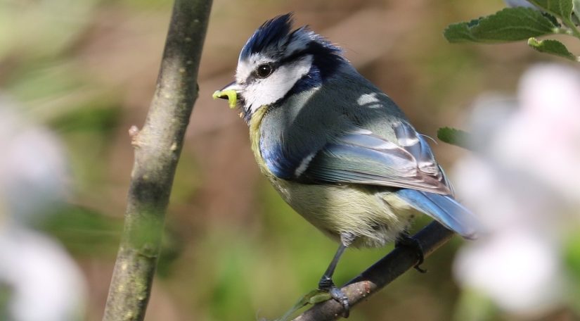 Maßnahmen gegen den Vogelschwund