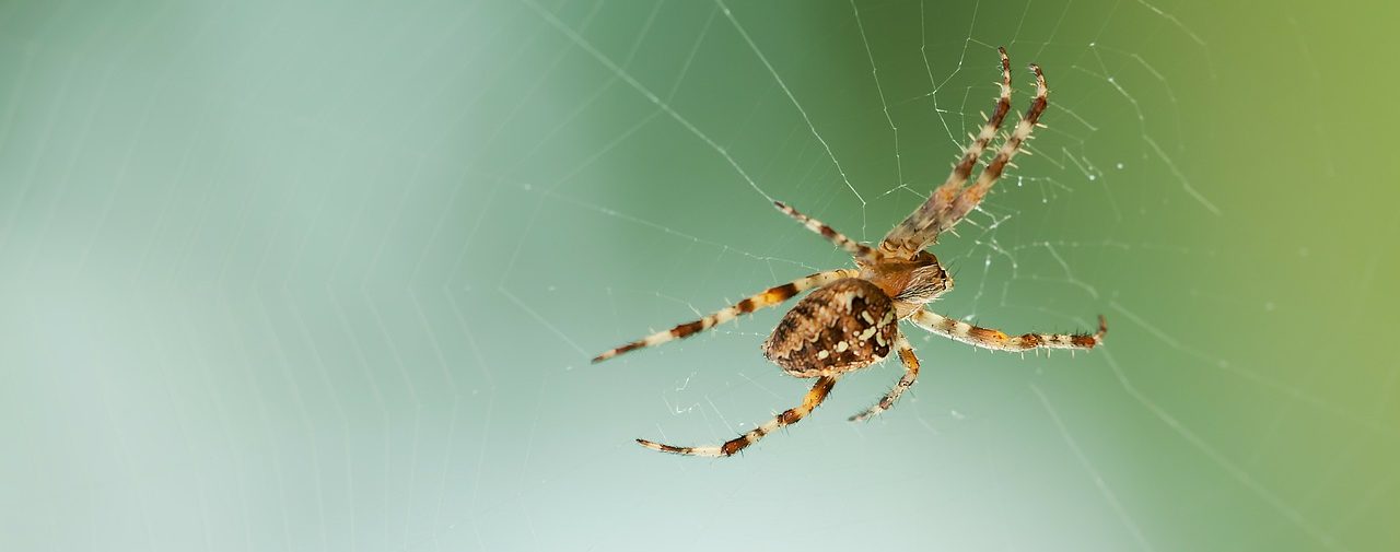 Angst vor Spinnen